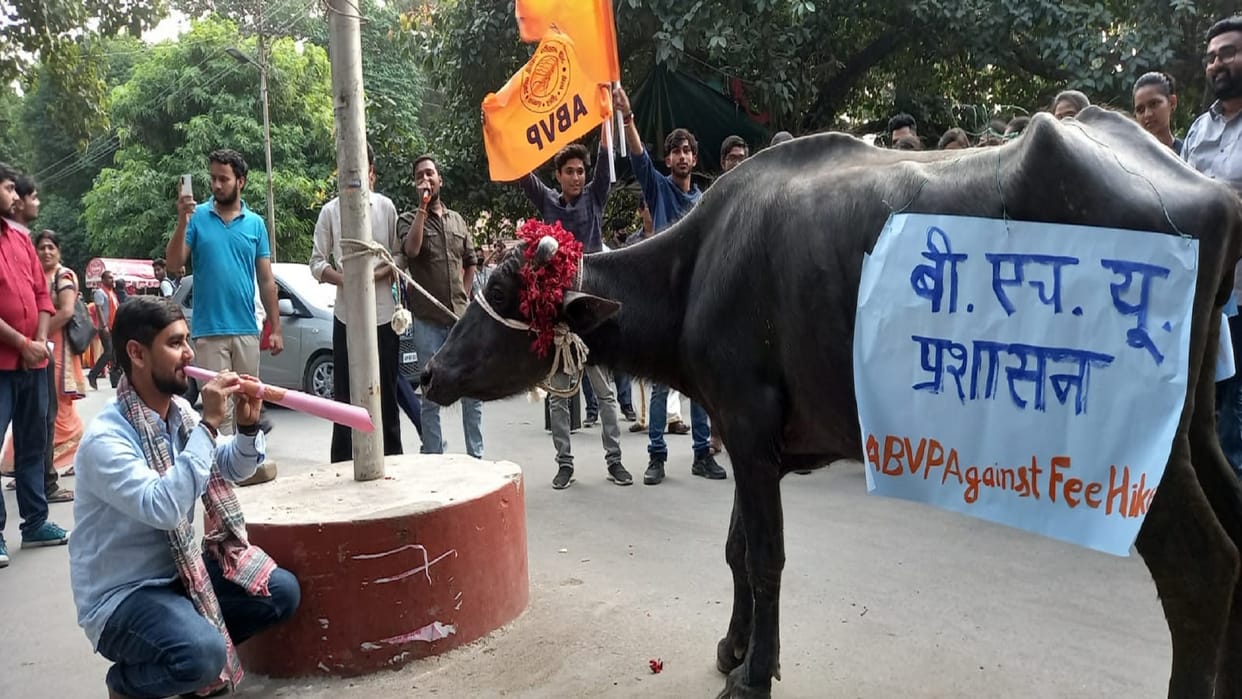 BHU students protested by playing bean in front of buffalo said University administration does not listen
