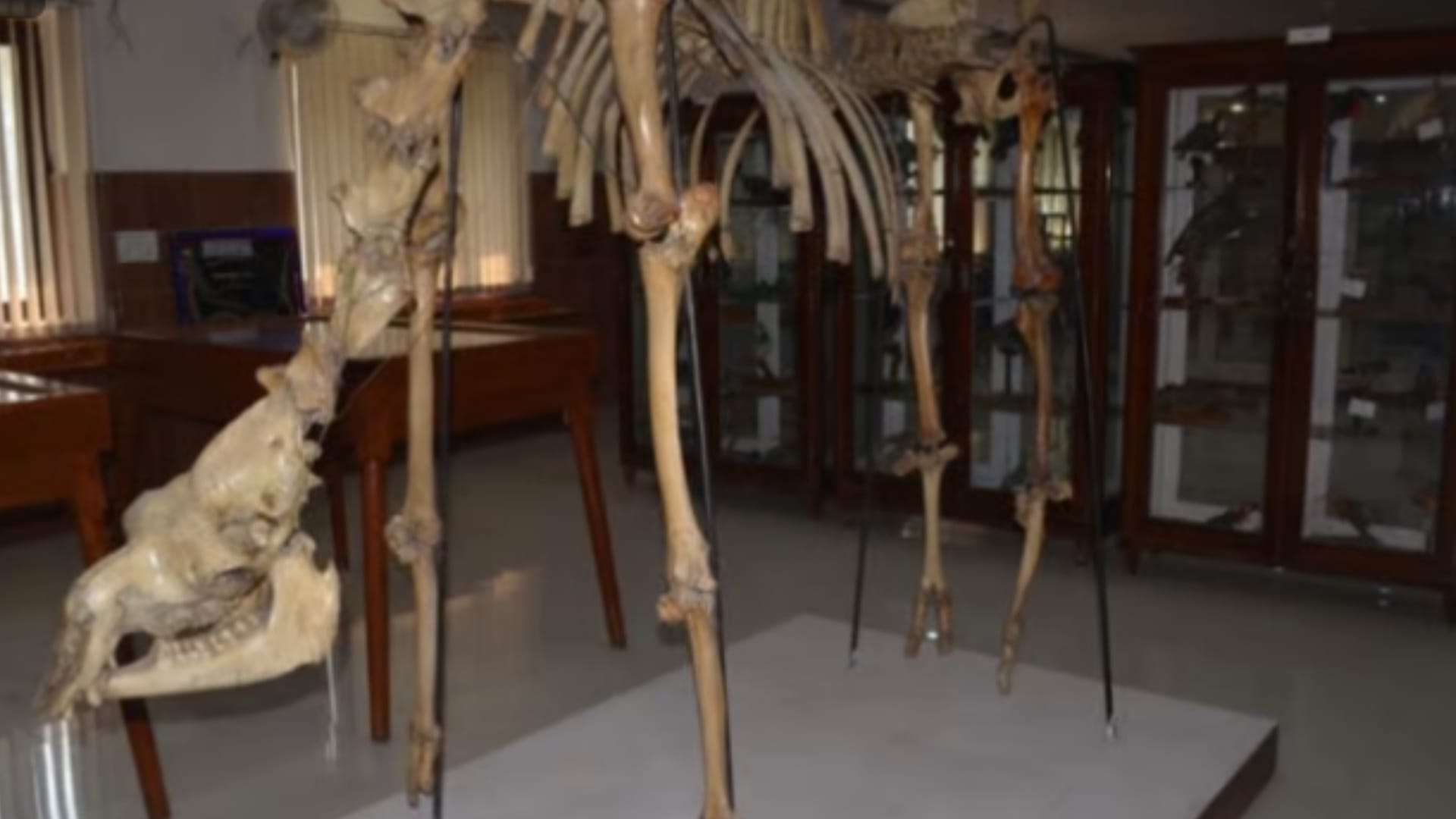Cobra and mongoose fighting from 58 years in Meerut, these pictures will shock you