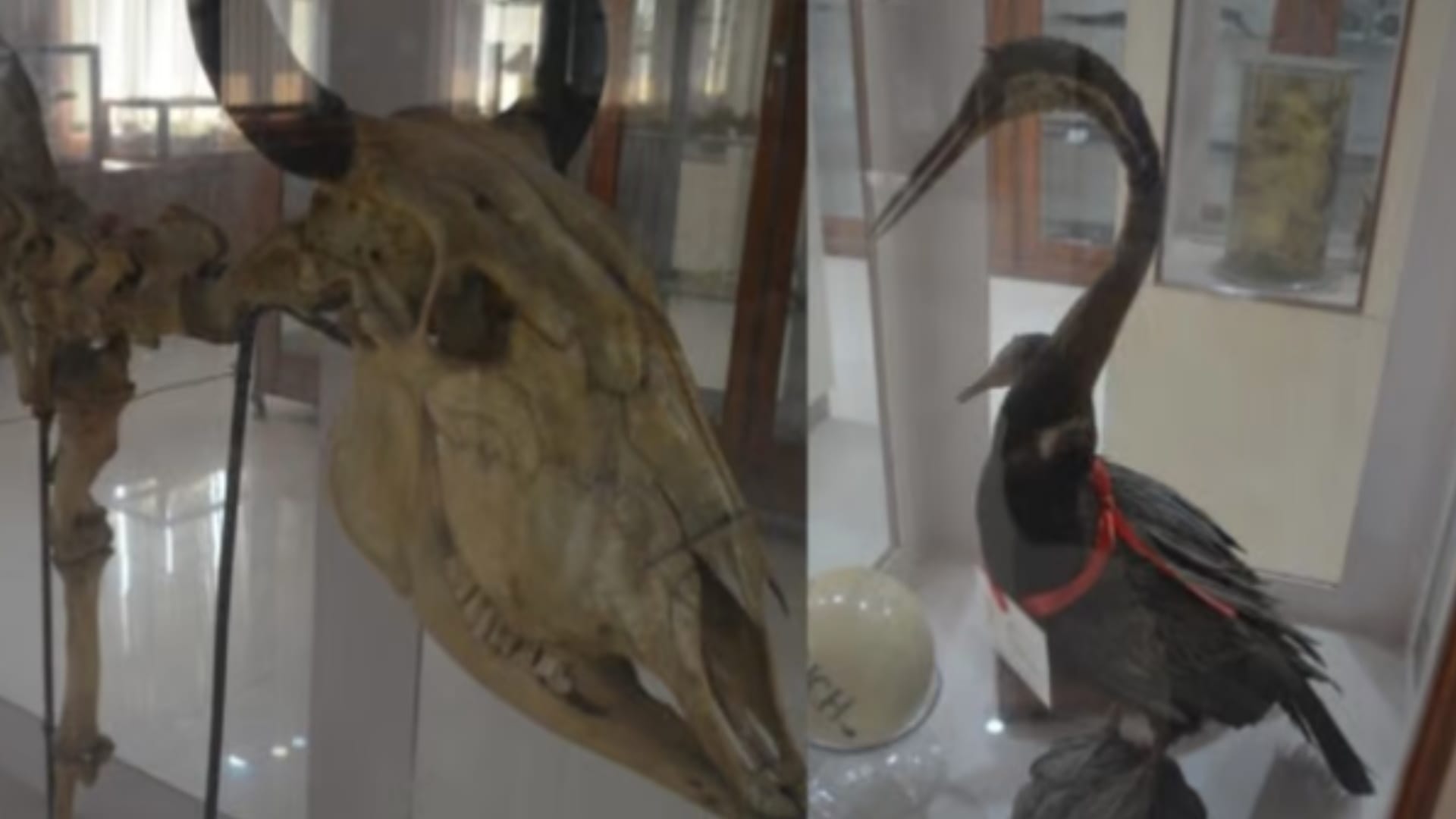 Cobra and mongoose fighting from 58 years in Meerut, these pictures will shock you