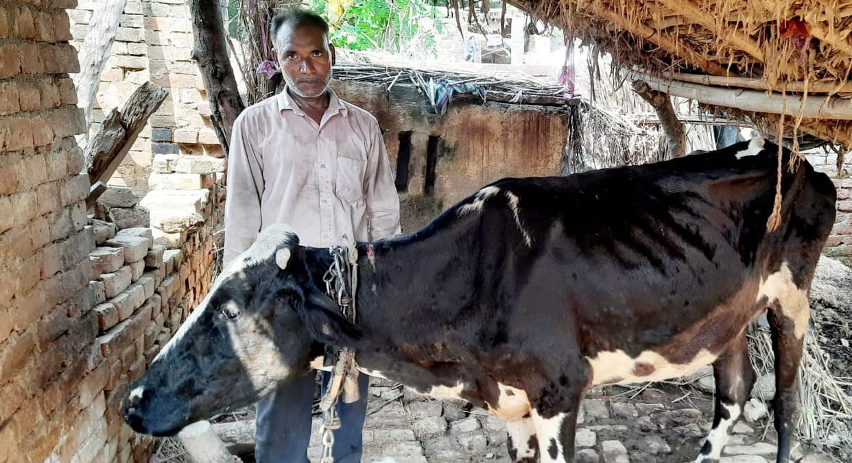 Kanpur Dehat: 10 protected cattle died in two days in Kamalpur, the team of Veterinary Department did not reach the village