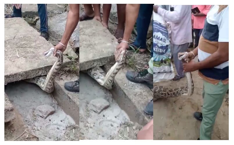 10 feet python found in CSA, panic spread among students