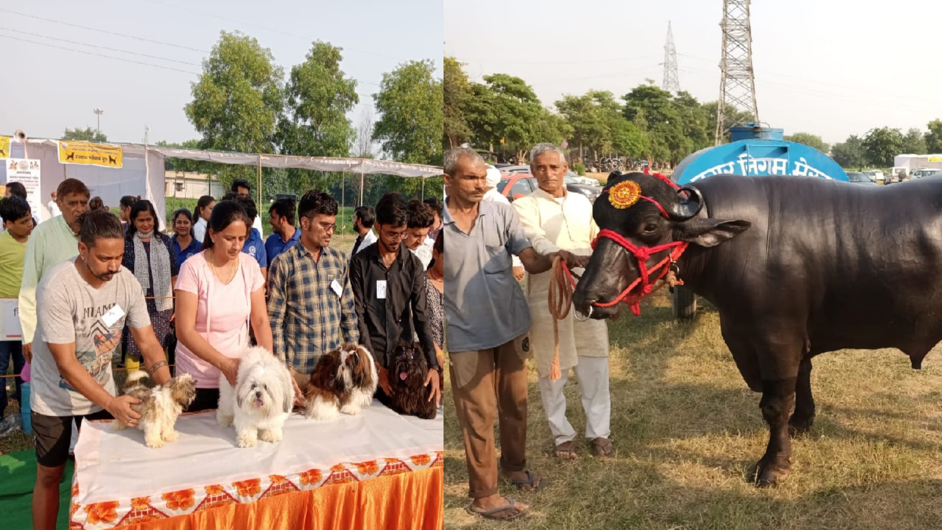Golu-Two booms the Kisan Mela Meerut, price is ten crores, eats ghee and dry fruits