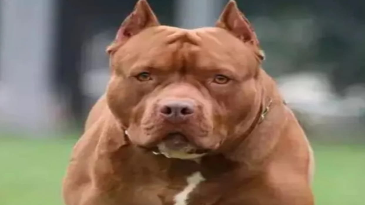 Pitbull bit ten year old girl in Ghaziabad