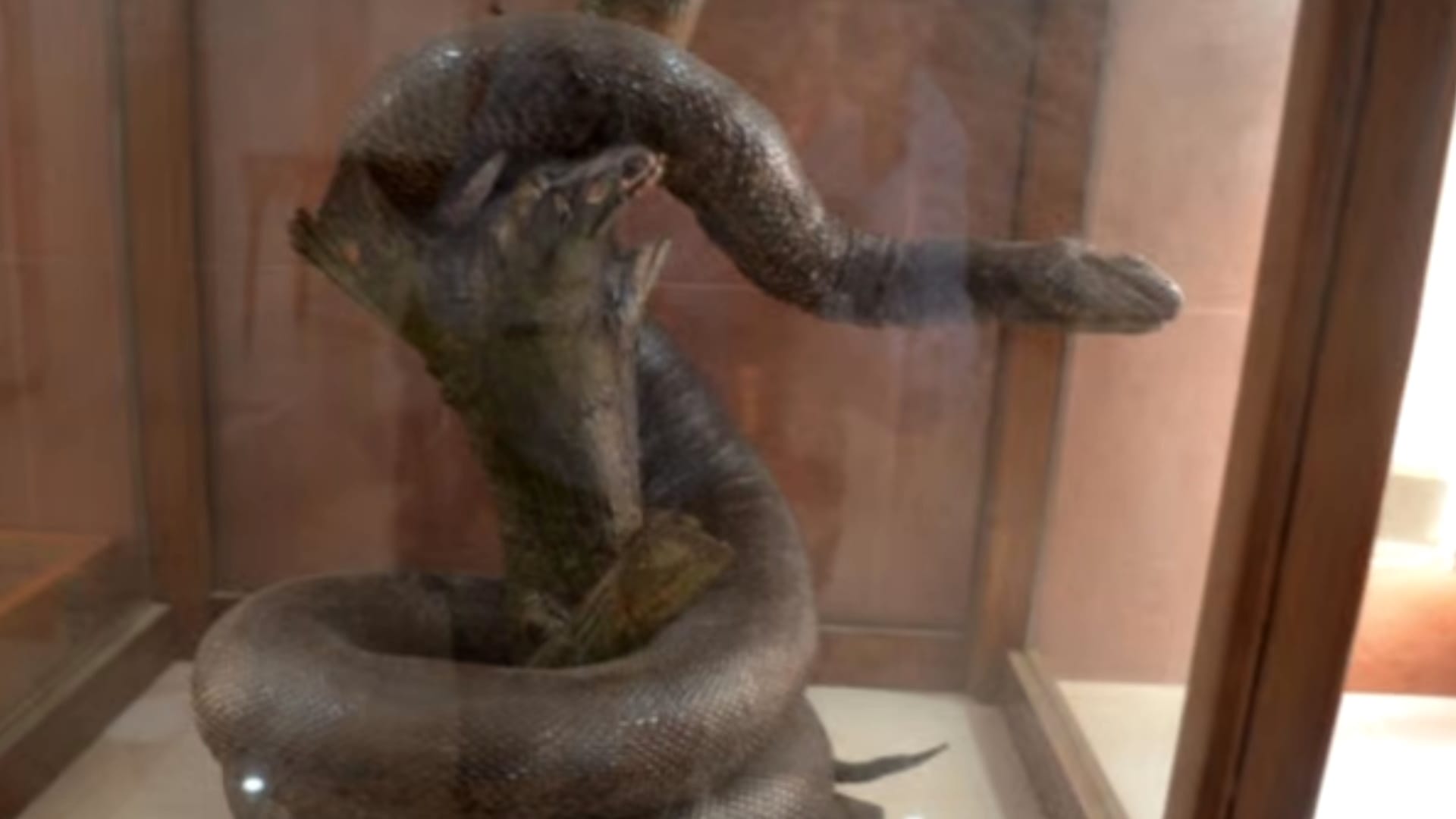 Cobra and mongoose fighting from 58 years in Meerut, these pictures will shock you