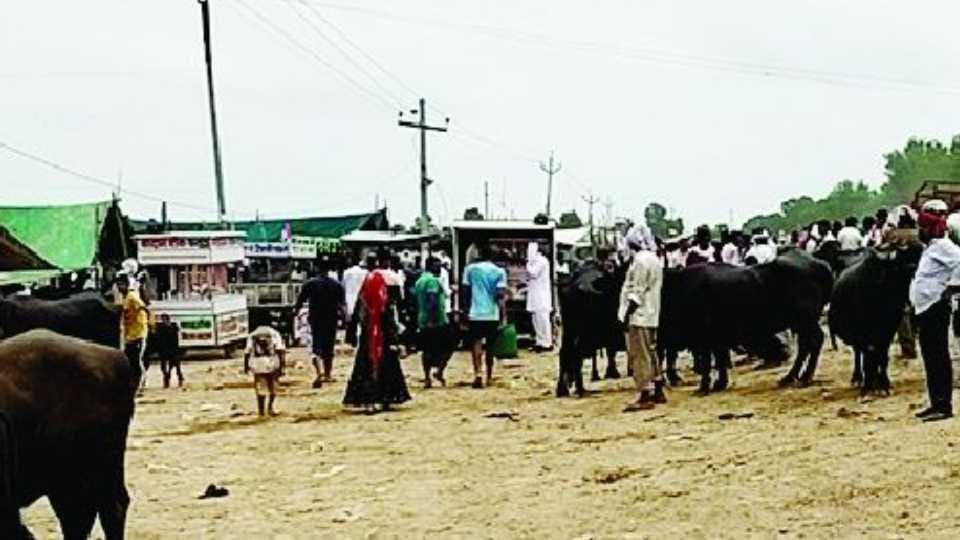 Conditional approval for cattle fair in Punjab