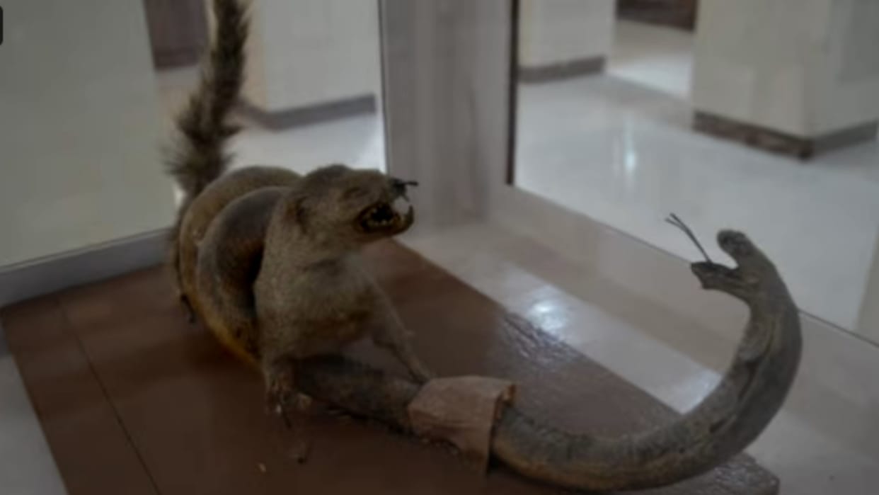 Cobra and mongoose fighting from 58 years in Meerut, these pictures will shock you