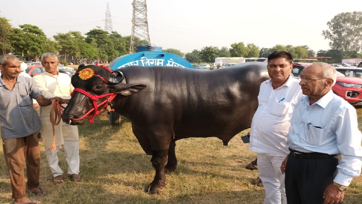 Golu-Two booms the Kisan Mela Meerut, price is ten crores, eats ghee and dry fruits