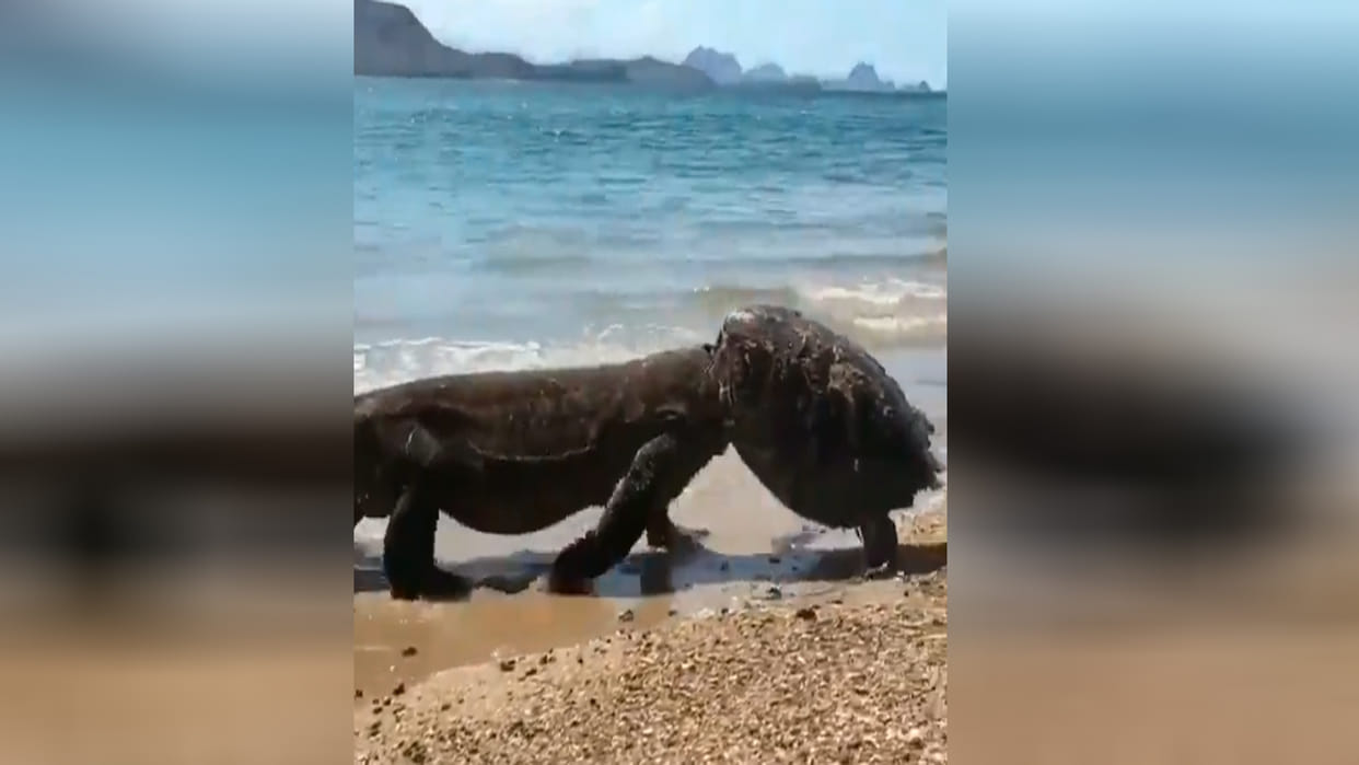 Trending News Giant Lizard Komodo Dragon Ate Turtle And Wore Its Like A Hat Old Video Viral on Social Media