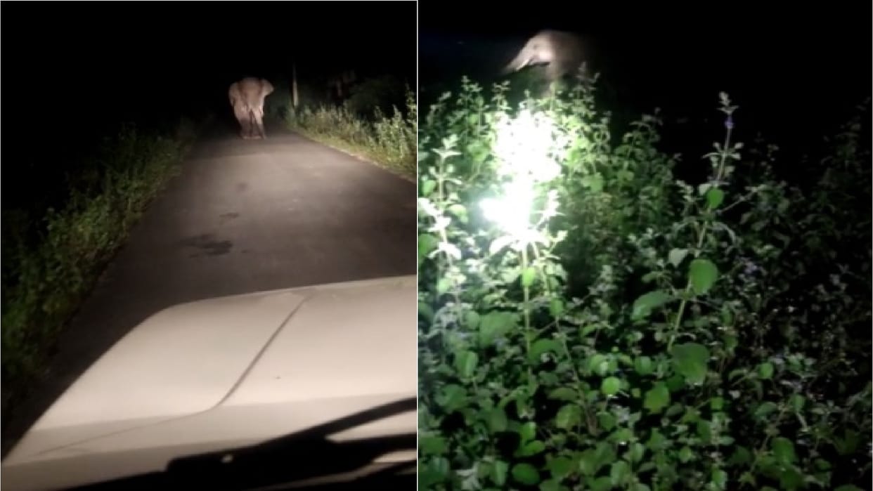 elephant that reached residential area ran chhattisgarh forest worker