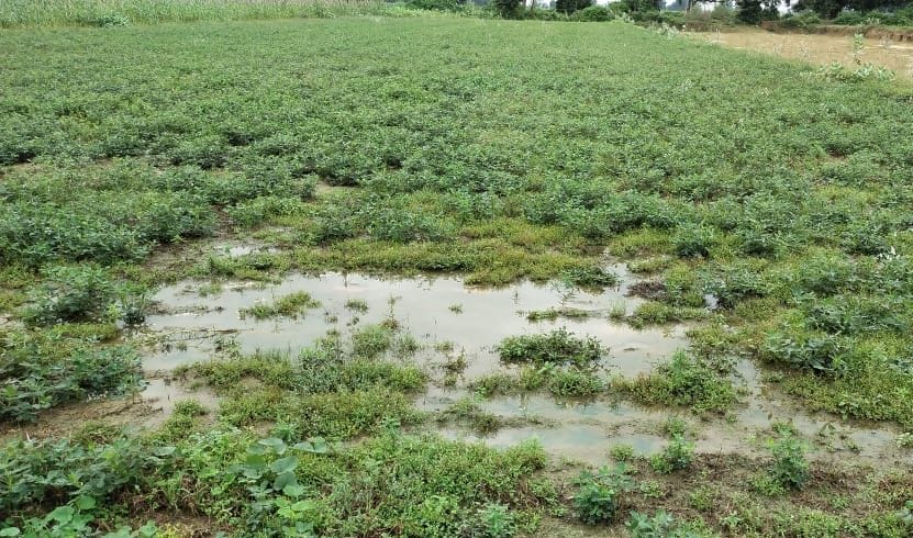 Hardoi, Heavy damage to oilseeds and pulses, impact on paddy too