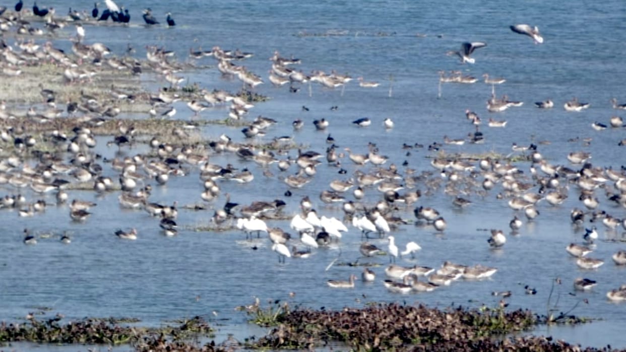 Muzaffarnagar: come to Haiderpur wetland to see migratory birds