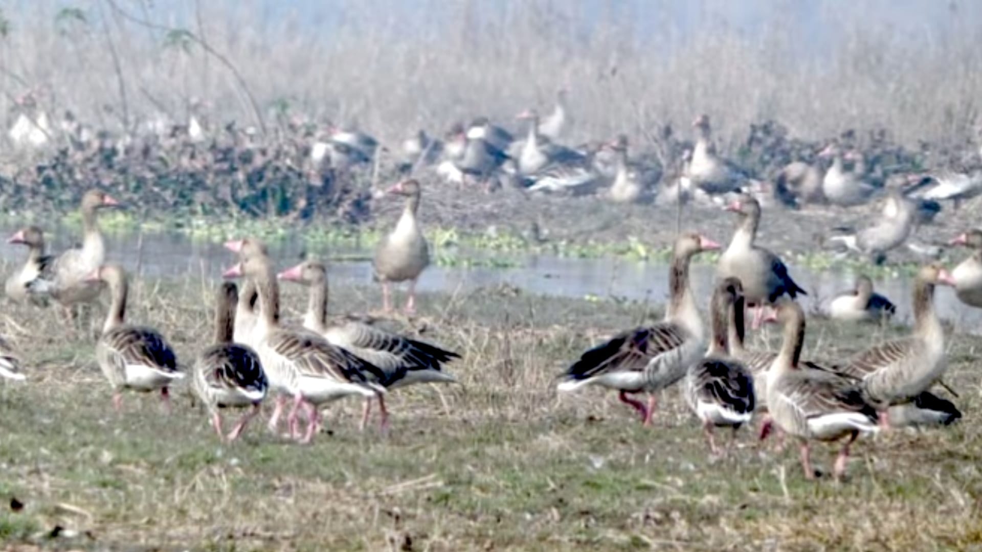 Muzaffarnagar: come to Haiderpur wetland to see migratory birds