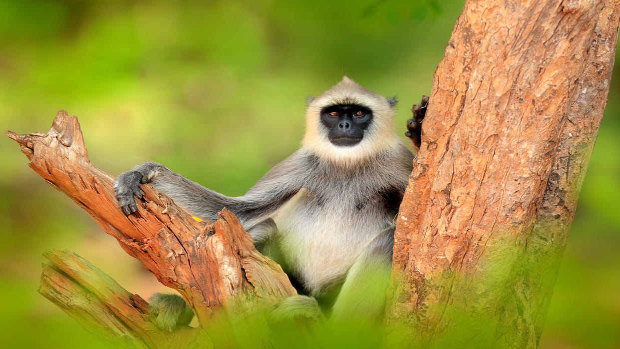 Sri Lanka  Heartbreaking A Gray Langur Monkey Tries To Wake Up A Dead Man