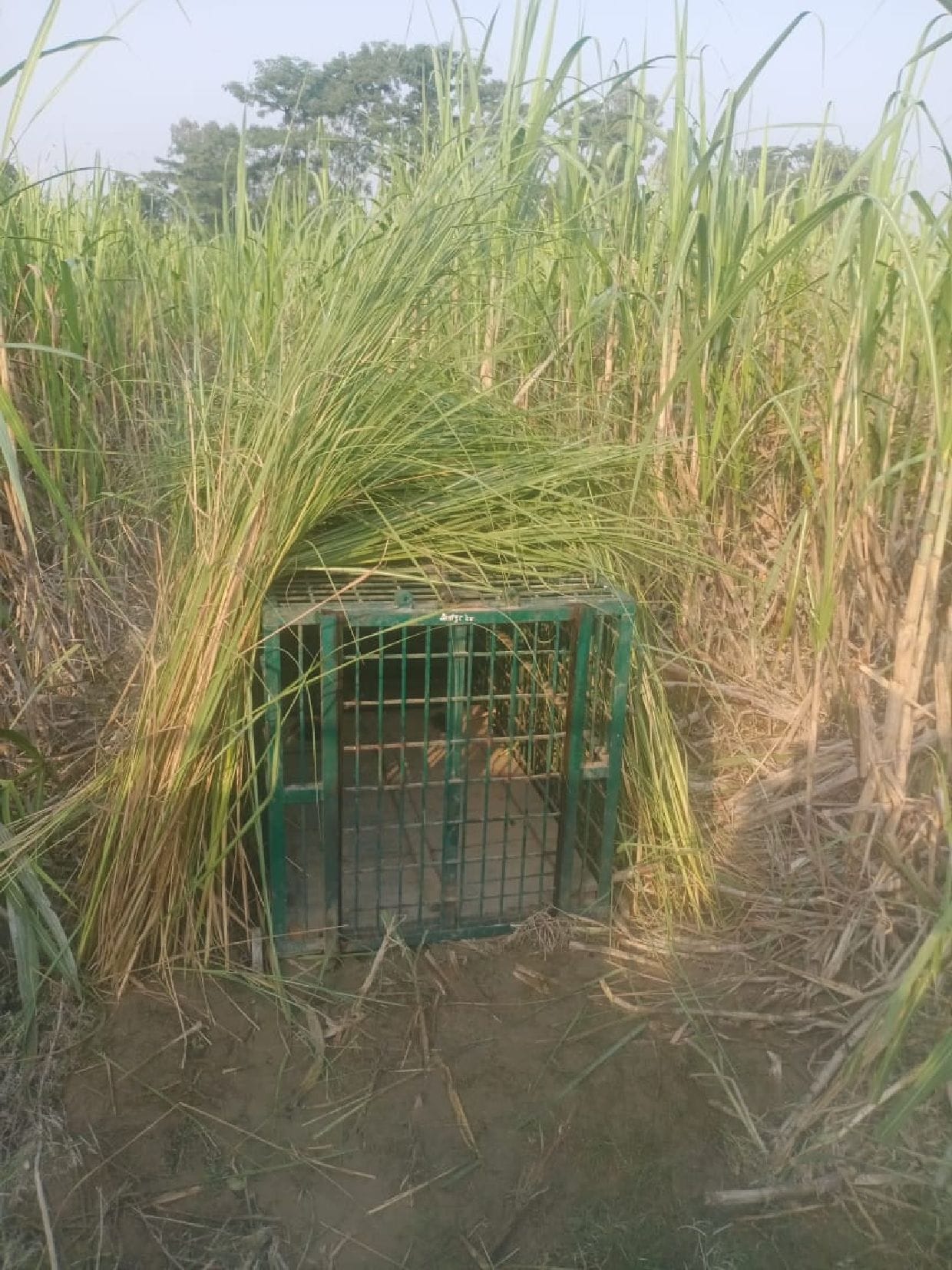 Two cages set up to catch leopard