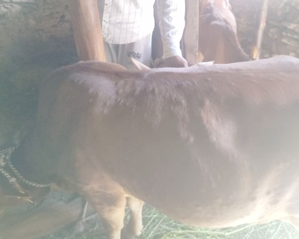 Eight cattle died due to lumpi disease in Kihar sector