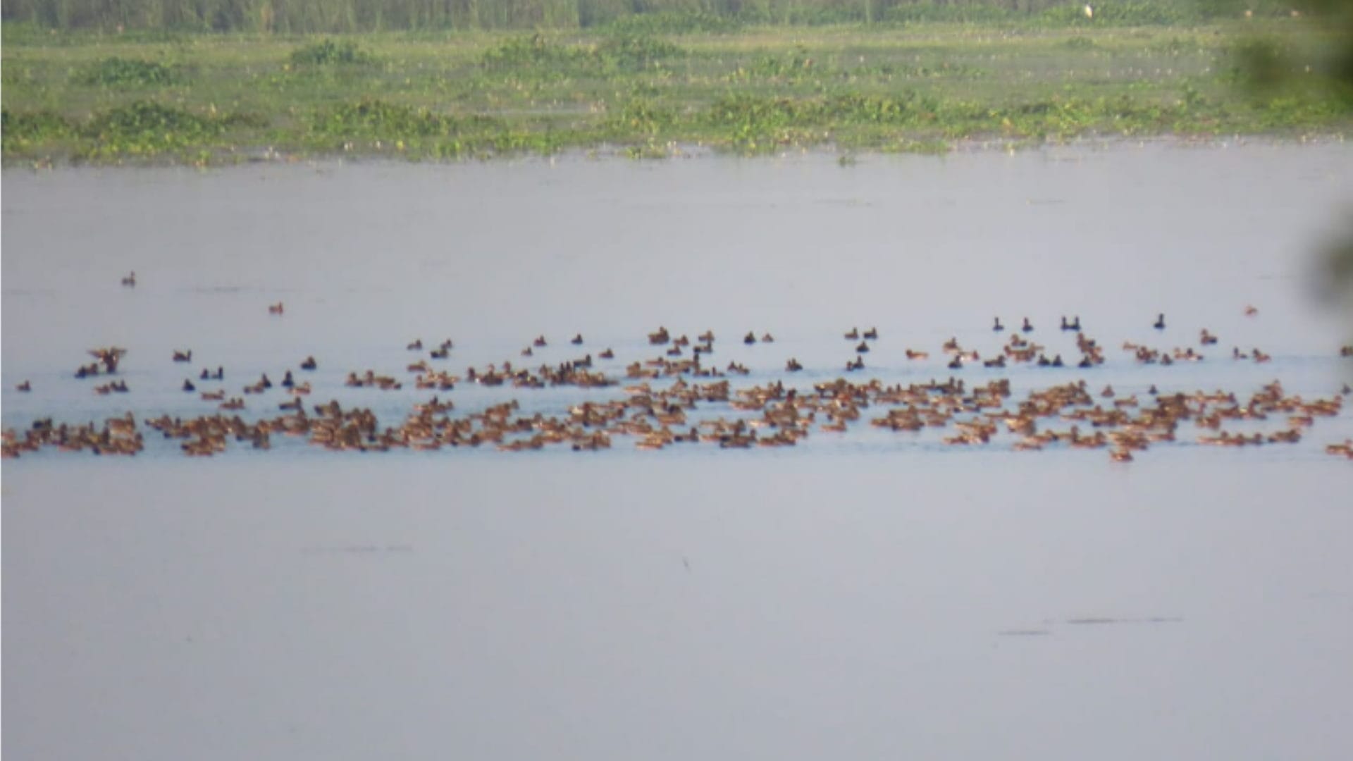 Muzaffarnagar: come to Haiderpur wetland to see migratory birds