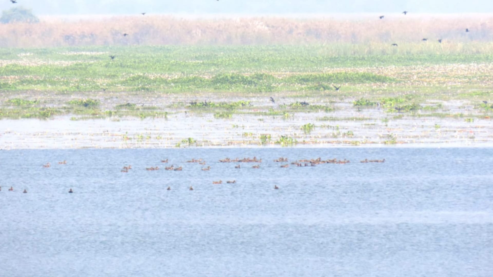 Muzaffarnagar: come to Haiderpur wetland to see migratory birds