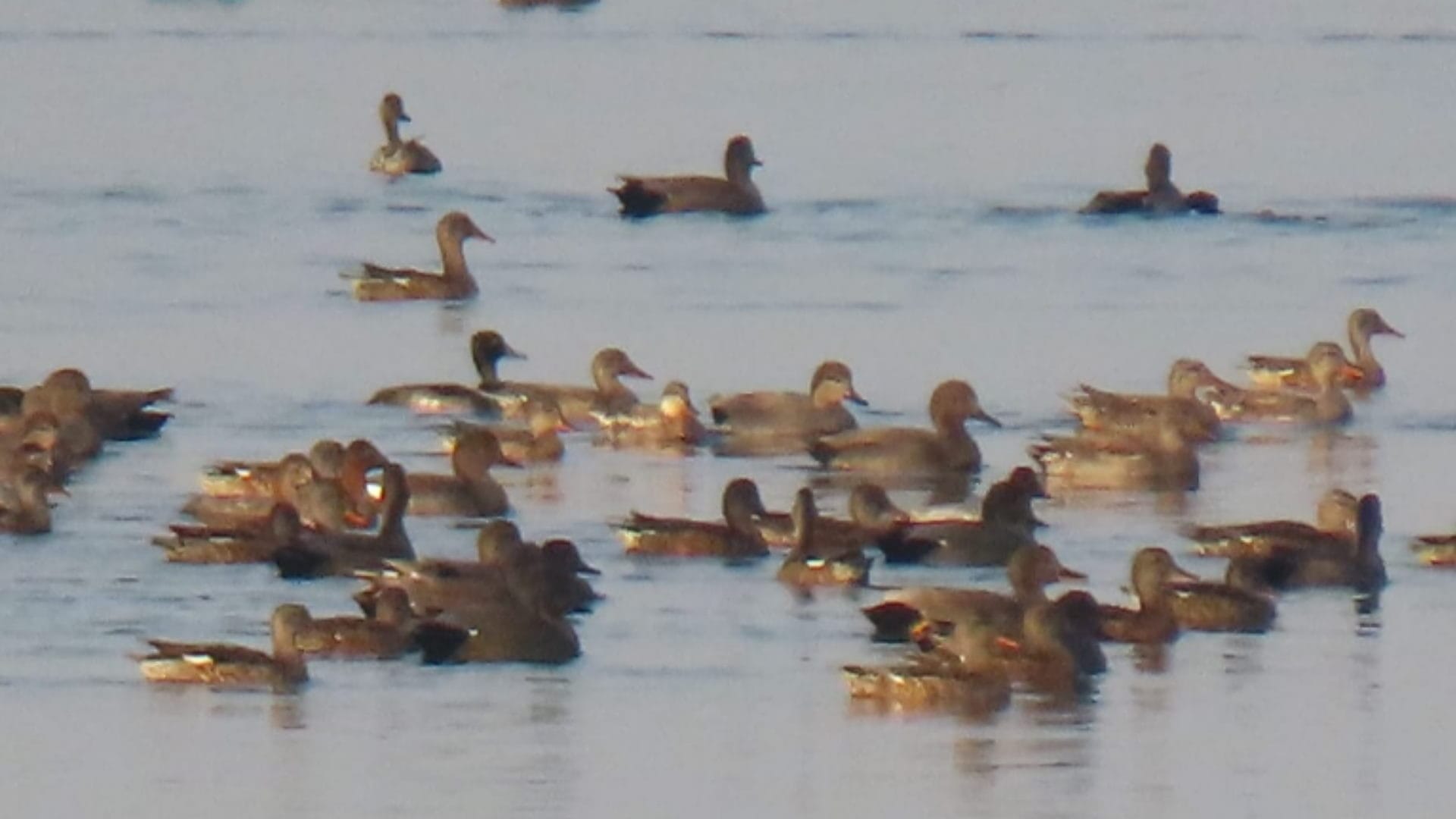 Muzaffarnagar: come to Haiderpur wetland to see migratory birds