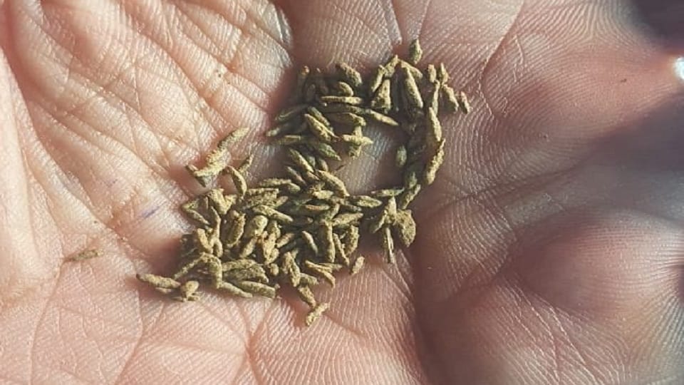 Delhi Police busts factory manufacturing fake cumin in Kanjhawala
