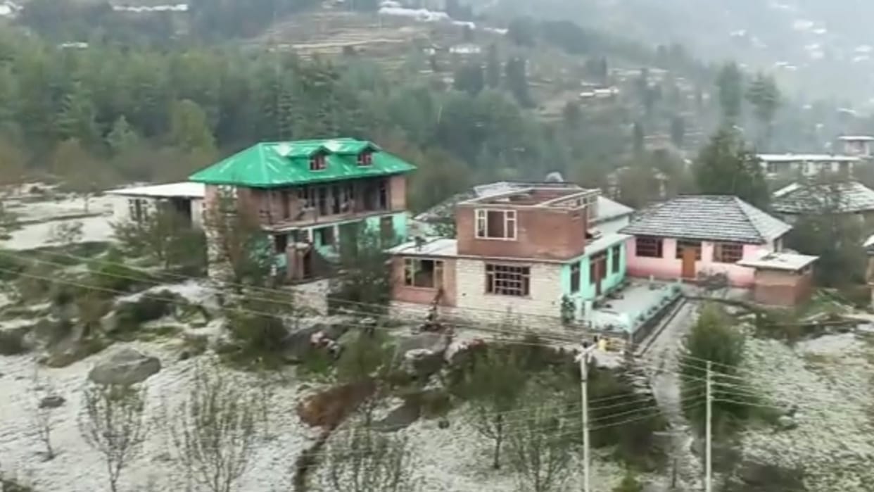 himachal weather update: Heavy hailstorm in janjehli mandi Peas crop damaged