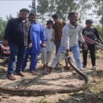 गांव में निकला अजगर सांप।