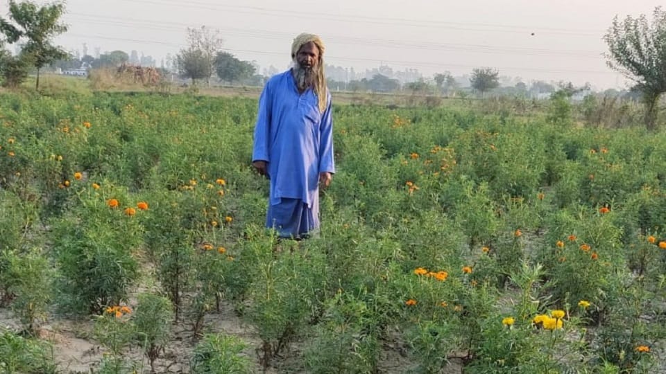genda flowers become expensive Rs 200 per kg in Ghazipur Mandi