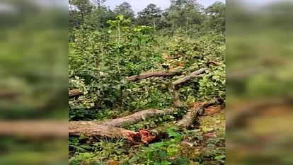 Kasganj News: सिक्स लेन हाईवे निर्माण के लिए कासगंज में कटेंगे पेड़...तो फिरोजाबाद में किया जाएगा पौधरोपण Trees will be cut for construction of six lane highway in Kasganj