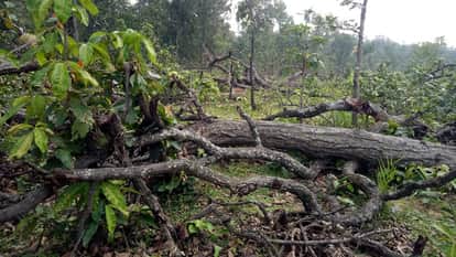 हसदेव के जंगल में काटे गए पेड़ (फाइल फोटो)