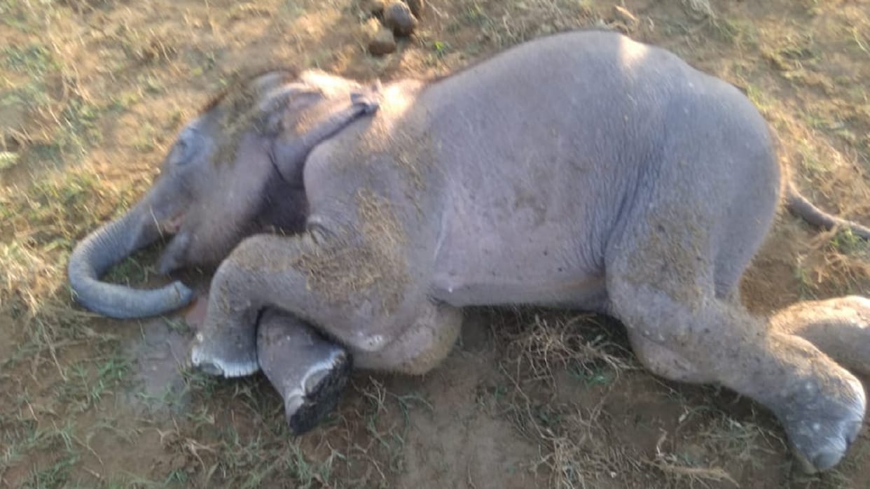 angry elephants crushed villager after killing child in chhattisgarh