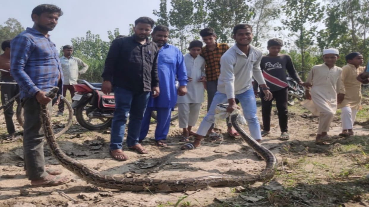 The villagers see python snake in forest of a village in Muzaffarnagar