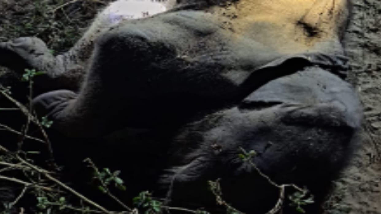 Bijnor: Dead body of elephant baby found in Amangarh