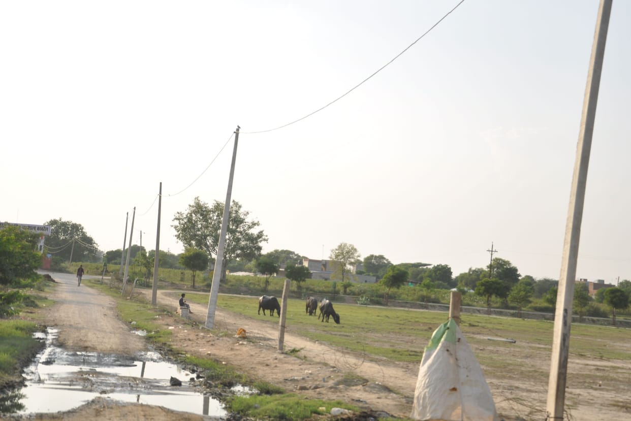Hisar's daughter-in-law Sanjana goes out to save 57,600 trees in elections