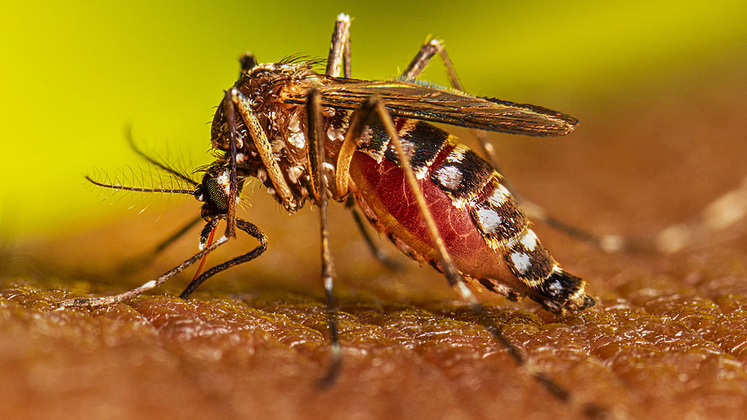 Research claims - Now dengue disease will spread less, mosquitoes can be controlled