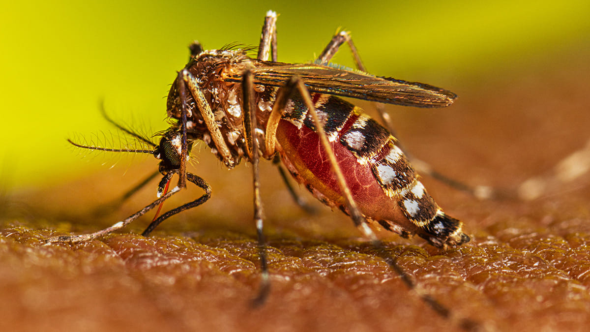 Every second house suffering from fever dengue like symptoms platelets decreasing