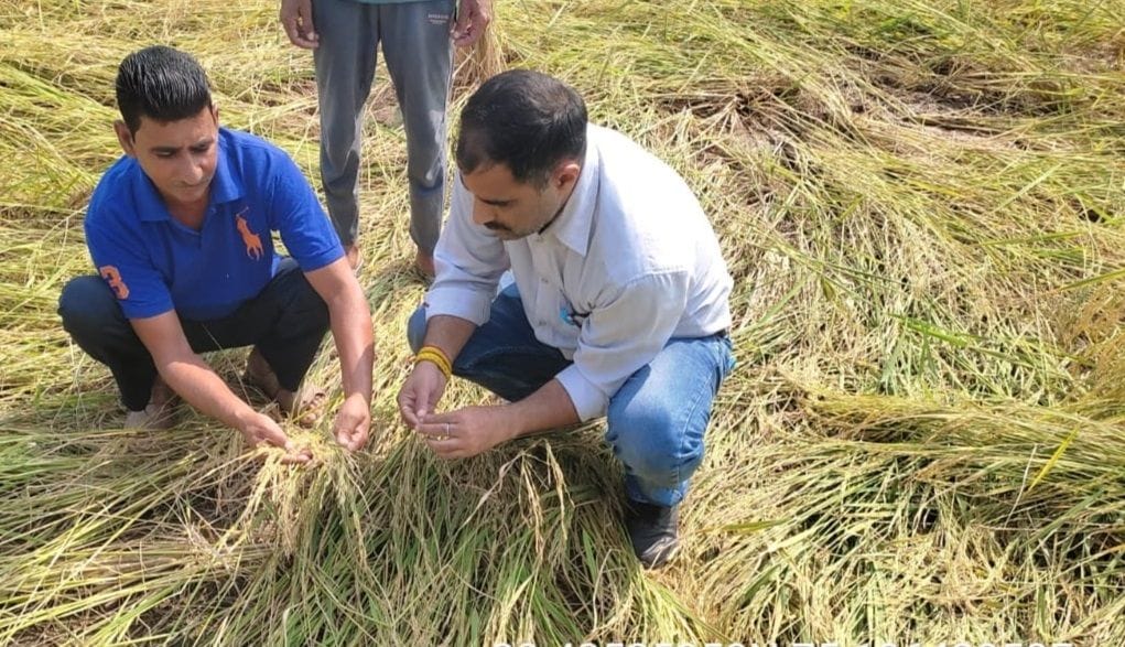 agriculture