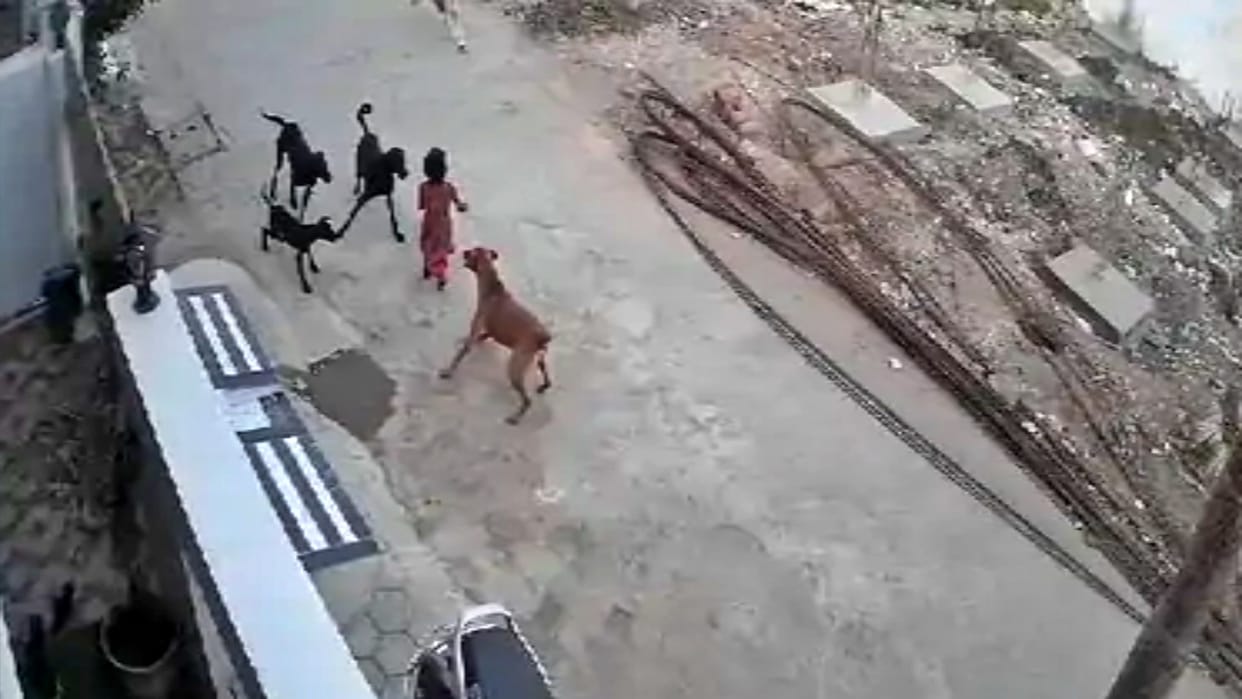 Dogs became aggressive in the scorching heat attacked girl People saved life of the innocent