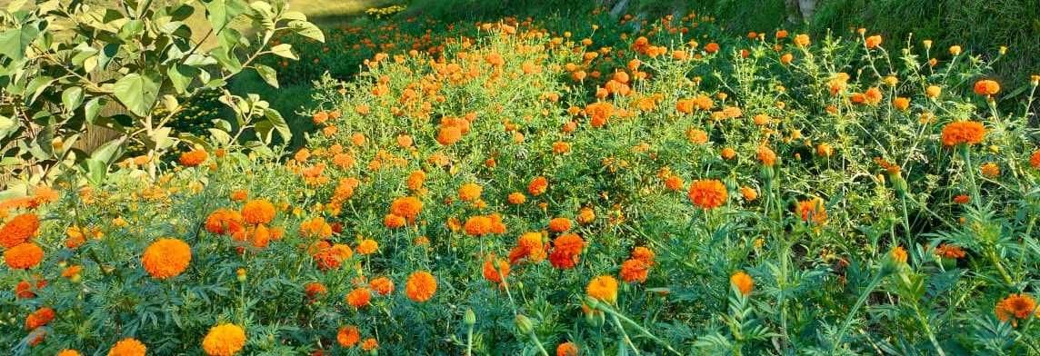 Flower Sale Hike In Diwali