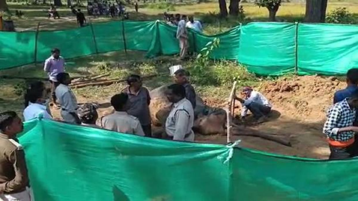 female elephant dead body was found in chhattisgarh forest in surajpur