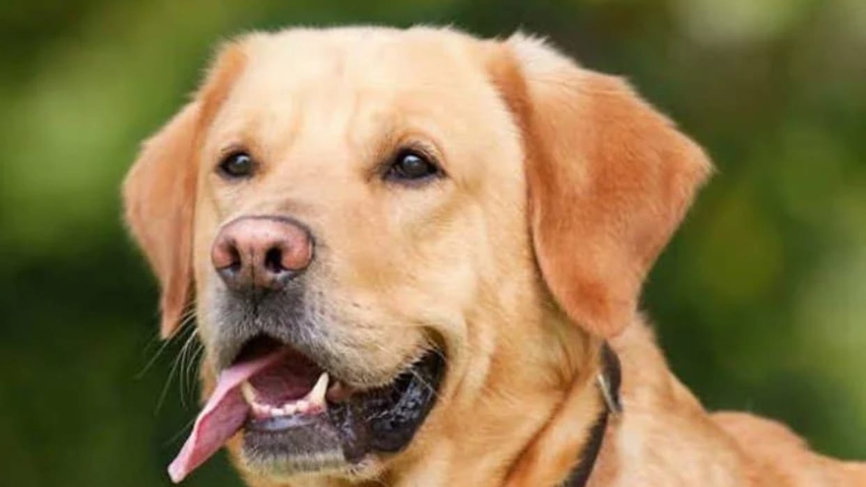 Dogs bit more than 3500 people in Varanasi in a month