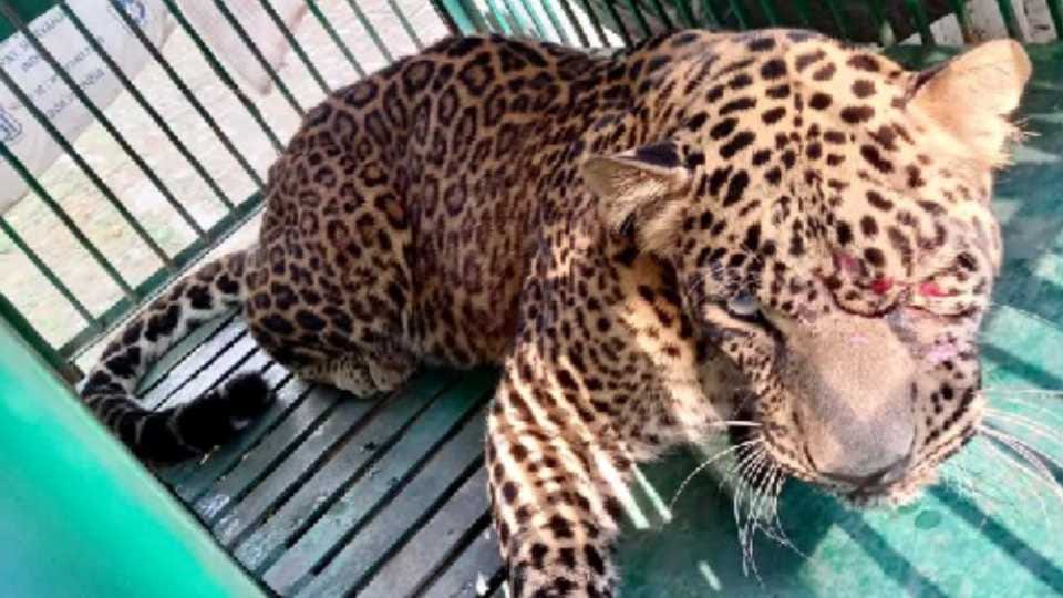 Leopard trapped in wire, caught by forest department team