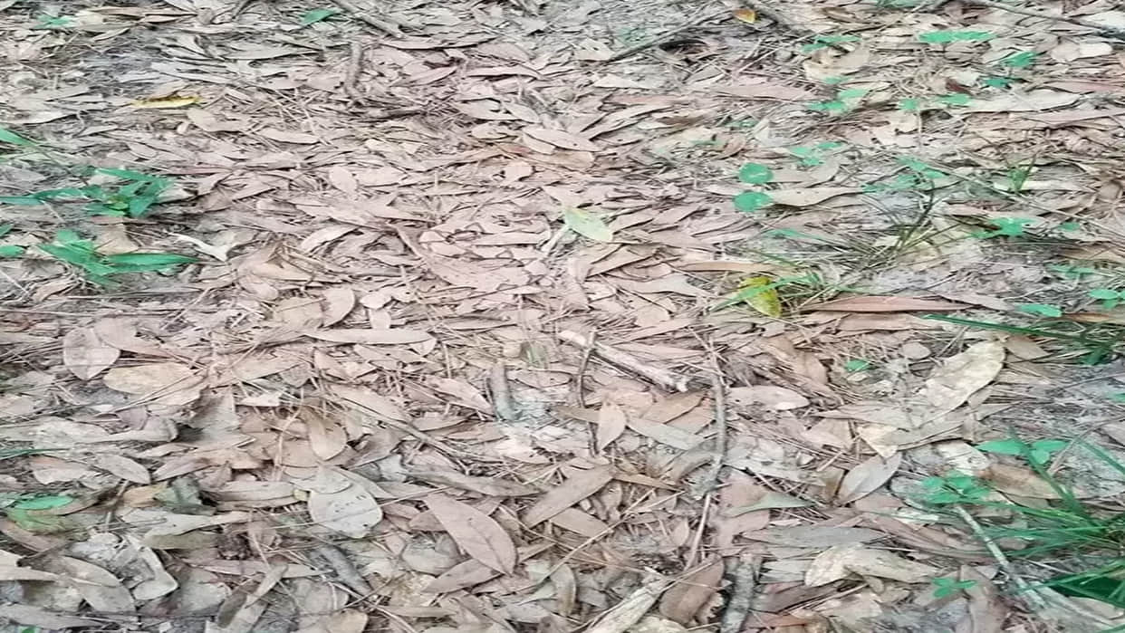 Optical Illusion Viral Photo: Find Out Hidden Snake from Illusion Image Check Your Brain IQ Level