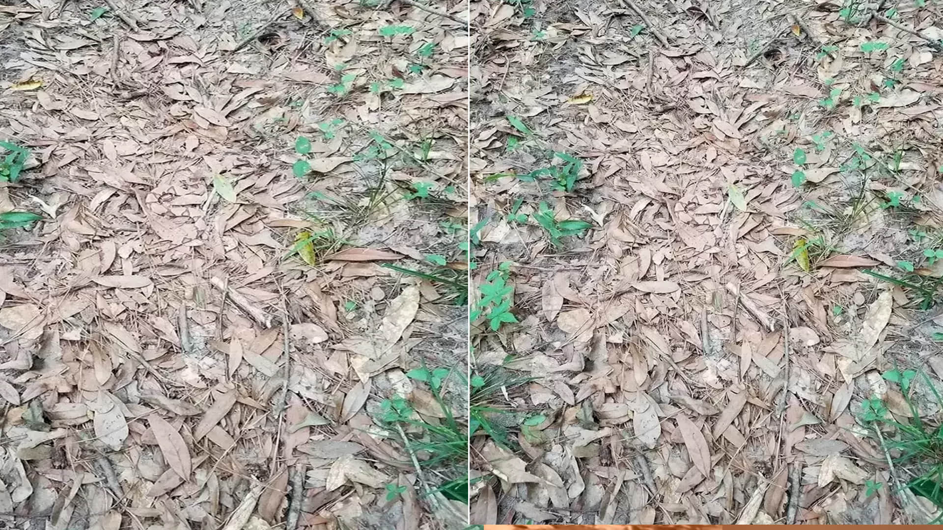 Optical Illusion Viral Photo: Find Out Hidden Snake from Illusion Image Check Your Brain IQ Level