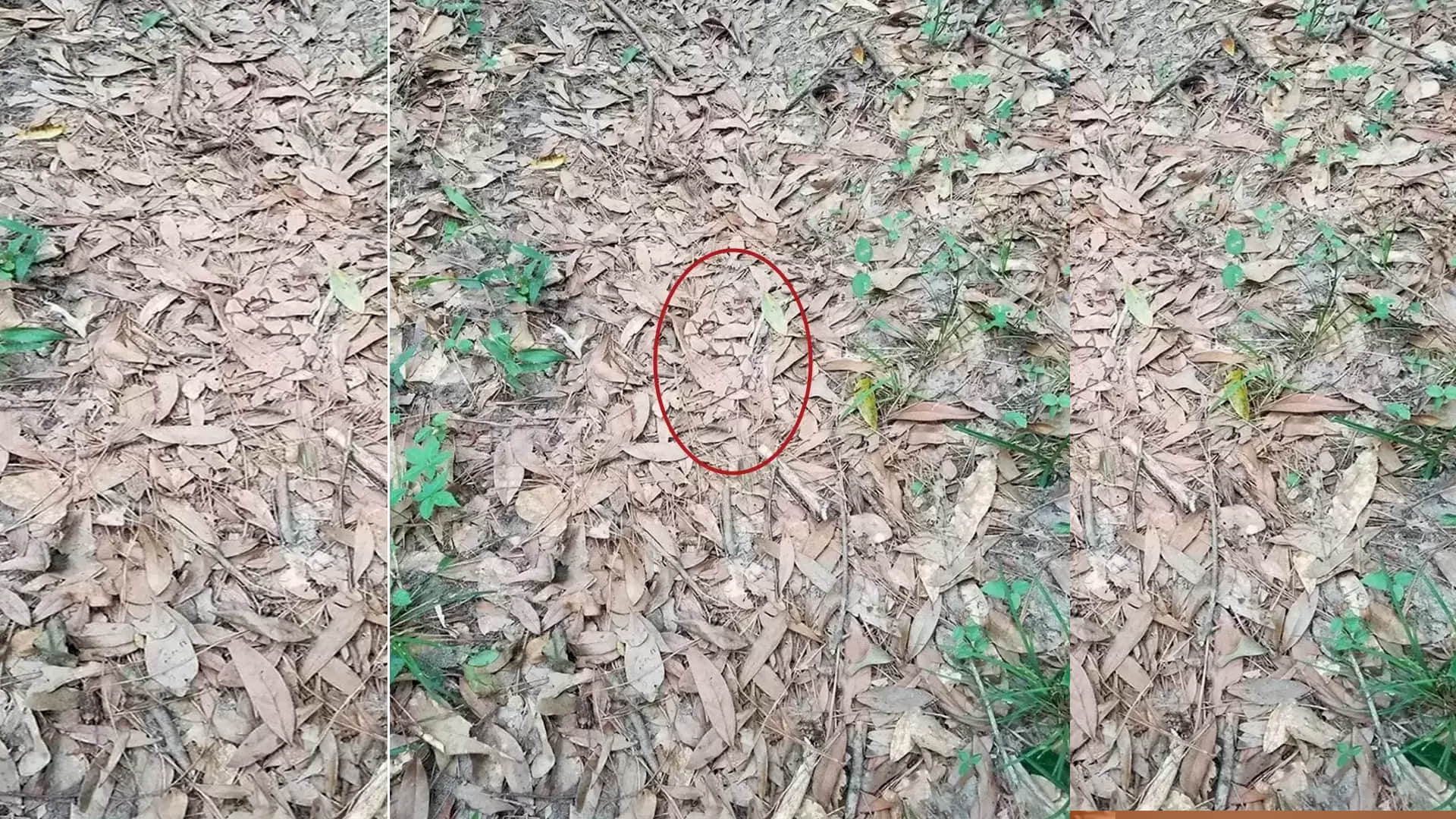 Optical Illusion Viral Photo: Find Out Hidden Snake from Illusion Image Check Your Brain IQ Level