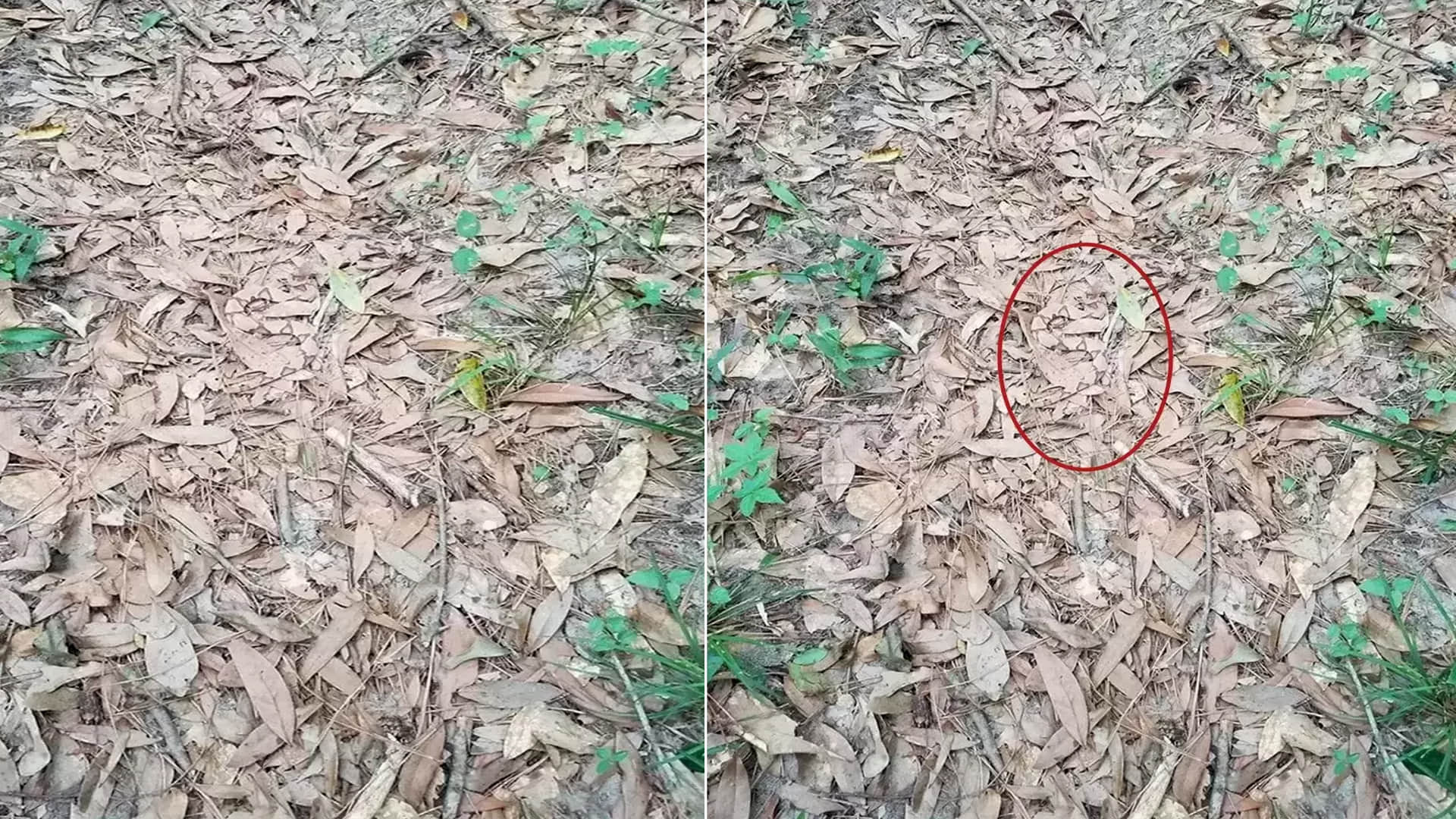 Optical Illusion Viral Photo: Find Out Hidden Snake from Illusion Image Check Your Brain IQ Level