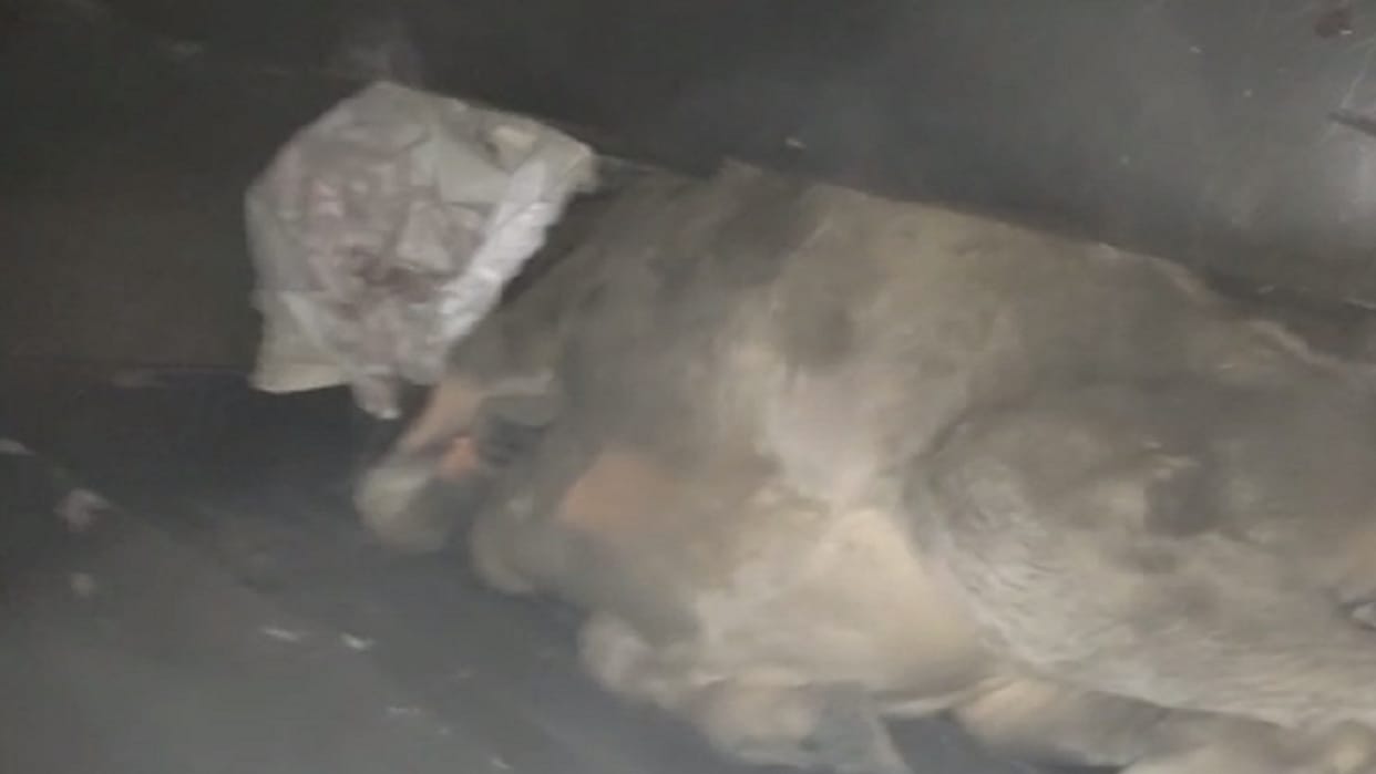 cow's calf killed by slitting its throat on road in chhattisgarh korba