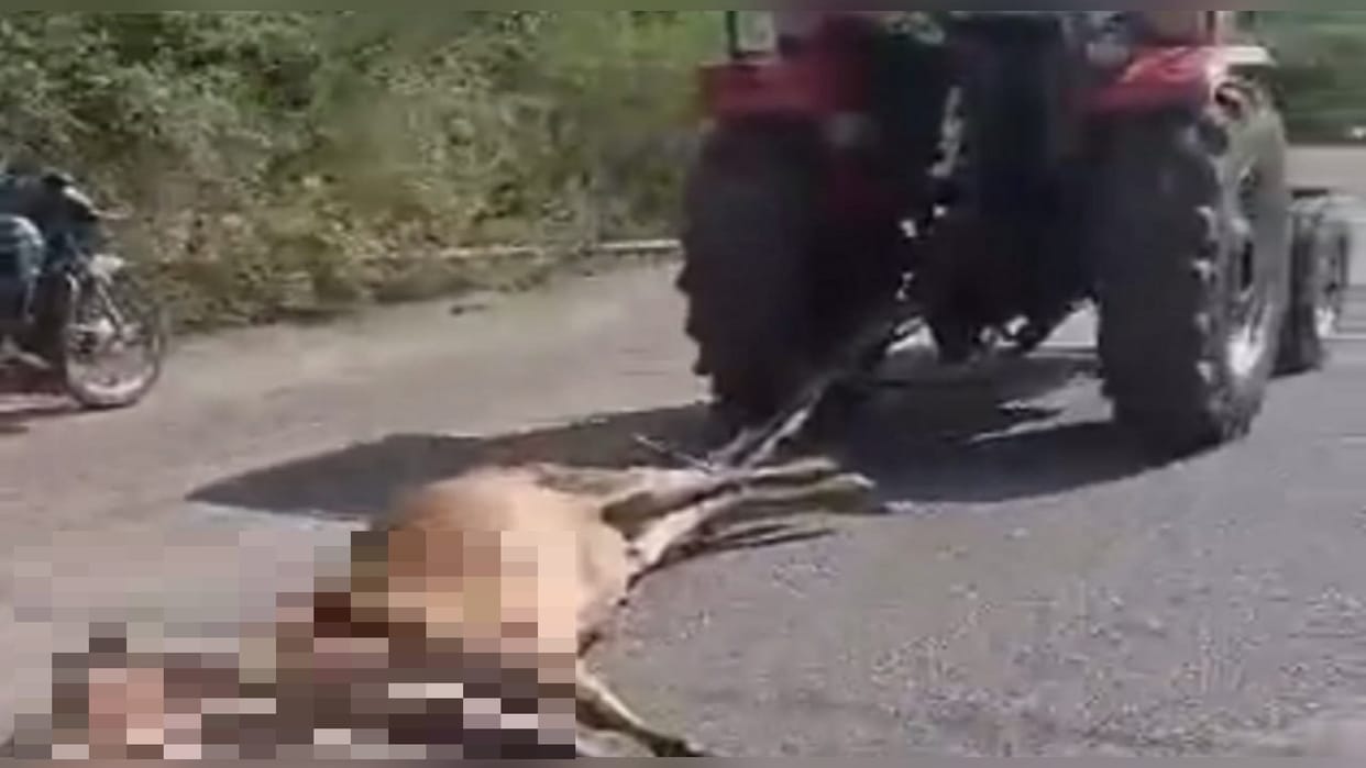cow carcass was dragged for three km by tying with tractor in chhattisgarh