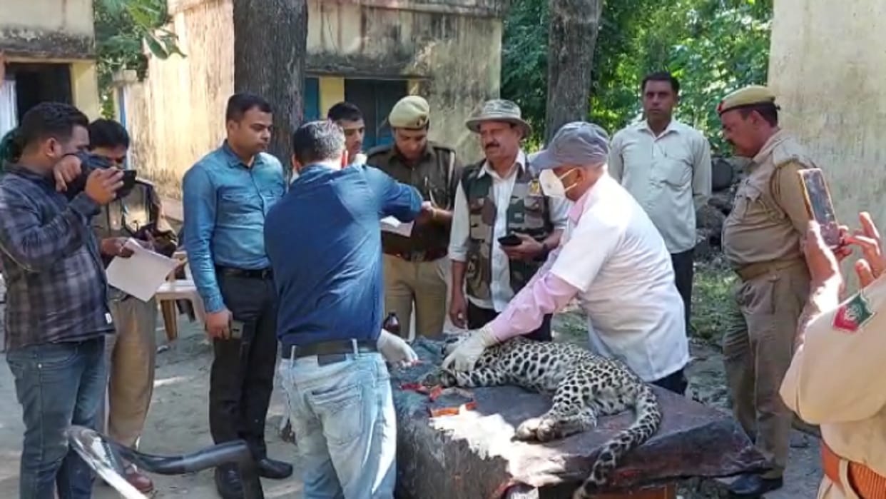 Body of cub found on Delhi-Yamunotri highway in Saharanpur
