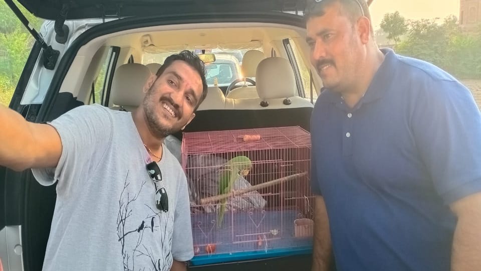parrot was blown away by the car found happiness after a month and a half in agra