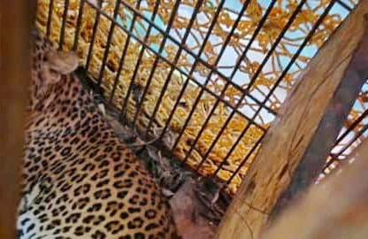 leopard caught in DM residence
