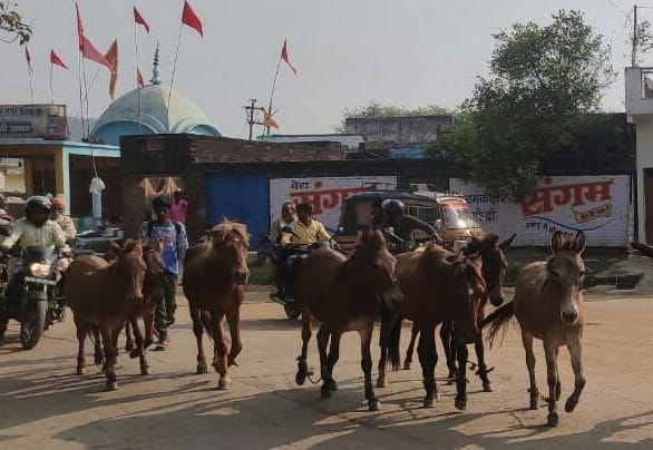 Donkey fair in Chitrakoot, five thousand donkeys come every year